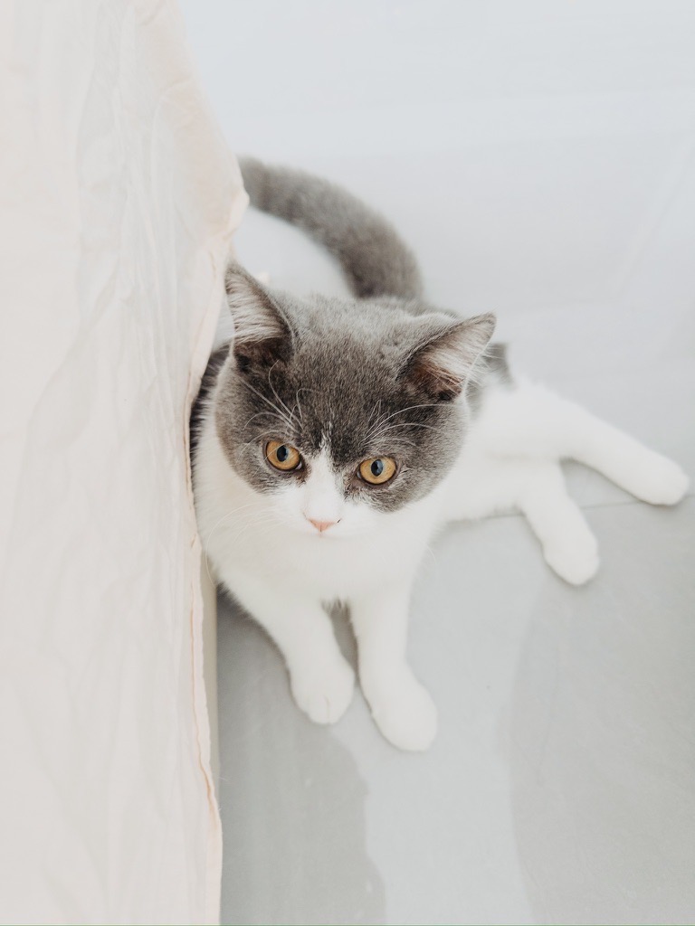 4A72C248-7E66-42F8-89B5-035D92AD9780